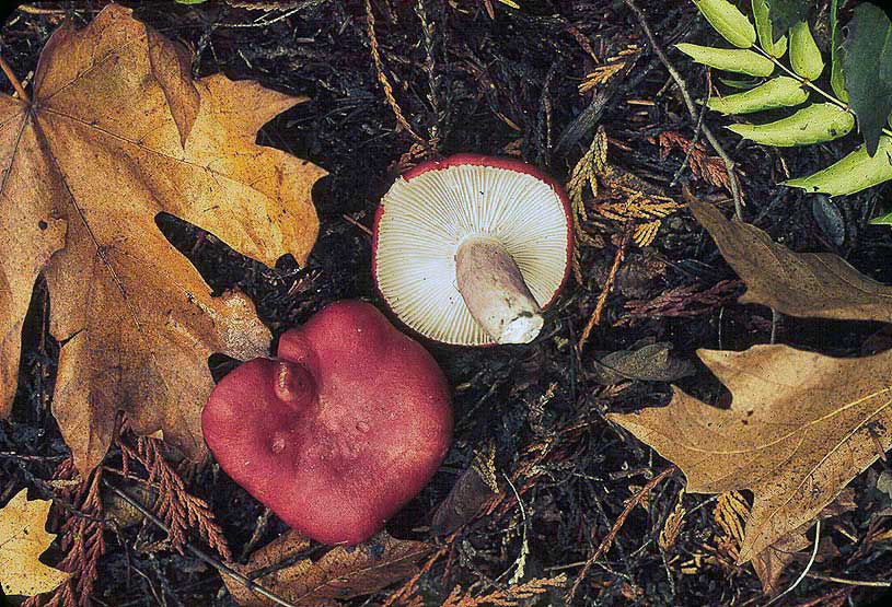 Russula americana
